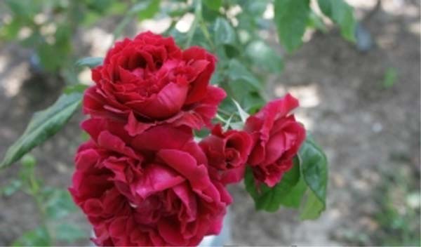 Dino de Laurentiis Французские розы Guillot